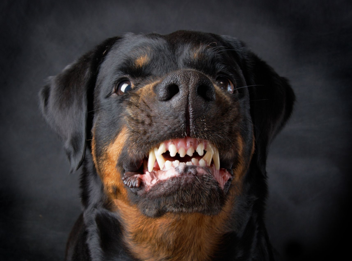 atak pies pogryzienie ugryzienie groźny agresywny niebezpieczny pies właściciel opiekun ubezpieczenie OC odpowiedzialność za szkodę wścieklizna